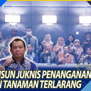 TANGGAP DARURAT NARKOBA NASIONAL, BNN RI SUSUN PENANGANAN KAWASAN TANAMAN TERLARANG