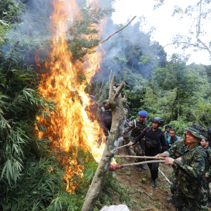 Pemusnahan Ladang Ganja di Wilayah Kabupaten Mandailing Natal, Sumut