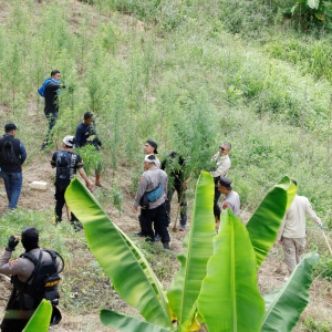 BNN RI KEMBALI MUSNAHKAN LADANG GANJA SIAP PANEN DI ACEH UTARA