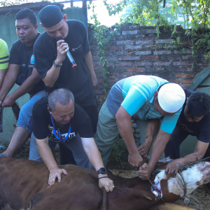 RAYAKAN IDUL ADHA 1446 H, BNN POTONG HEWAN KURBAN