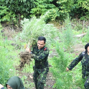*BNN MUSNAHKAN LADANG GANJA DAN DUKUNGAN  PEMKAB ACEH SELATAN MEMBANGUN BALAI REHABILITASI* — foto 22