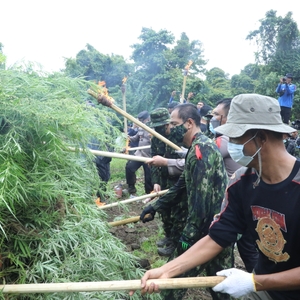 *BNN MUSNAHKAN LADANG GANJA DAN DUKUNGAN  PEMKAB ACEH SELATAN MEMBANGUN BALAI REHABILITASI* — foto 27