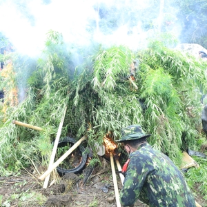 *BNN MUSNAHKAN LADANG GANJA DAN DUKUNGAN  PEMKAB ACEH SELATAN MEMBANGUN BALAI REHABILITASI* — foto 28