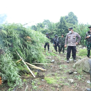 *BNN MUSNAHKAN LADANG GANJA DAN DUKUNGAN  PEMKAB ACEH SELATAN MEMBANGUN BALAI REHABILITASI* — foto 29