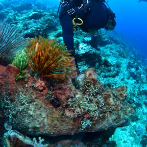 Kepala BNN RI Ucapkan Selamat Natal dan Tahun Baru 2023 Dari Dalam Laut Bunaken — foto 9