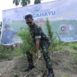 Sambut HUT Ke-21, BNN RI Musnahkan 4 Hektar Ladang Ganja Di Lhokseumawe — foto 1