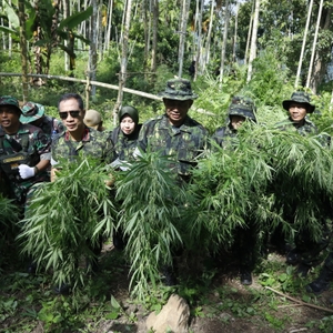 Sambut HUT Ke-21, BNN RI Musnahkan 4 Hektar Ladang Ganja Di Lhokseumawe — foto 8