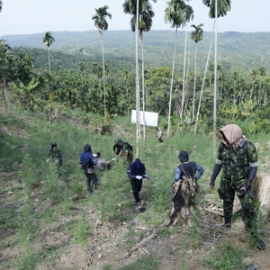 Sambut HUT Ke-21, BNN RI Musnahkan 4 Hektar Ladang Ganja Di Lhokseumawe — foto 11