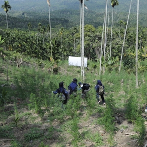 Sambut HUT Ke-21, BNN RI Musnahkan 4 Hektar Ladang Ganja Di Lhokseumawe — foto 12