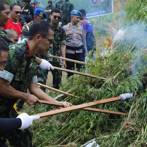 Sambut HUT Ke-21, BNN RI Musnahkan 4 Hektar Ladang Ganja Di Lhokseumawe — foto 16