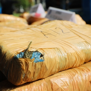 BNN RI MUSNAHKAN GANJA DAN SABU, SELAMATKAN LEBIH DARI 46.000 JIWA Jakarta, 25 Mei 2023 — foto 4
