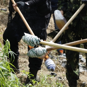 BNN RI KEMBALI MUSNAHKAN LADANG GANJA SIAP PANEN DI ACEH UTARA — foto 2