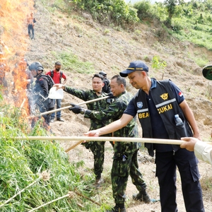 BNN RI KEMBALI MUSNAHKAN LADANG GANJA SIAP PANEN DI ACEH UTARA — foto 3
