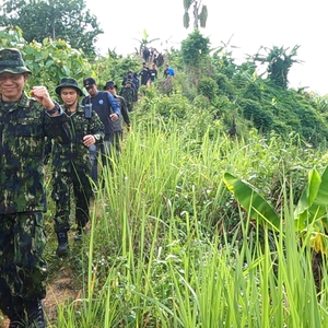 BNN RI KEMBALI MUSNAHKAN LADANG GANJA SIAP PANEN DI ACEH UTARA — foto 8