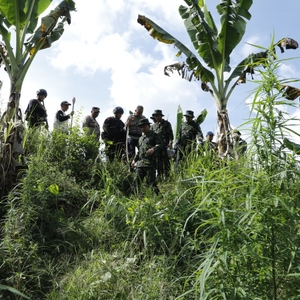 BNN RI KEMBALI MUSNAHKAN LADANG GANJA SIAP PANEN DI ACEH UTARA — foto 15