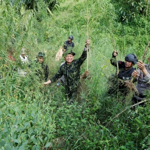BNN RI KEMBALI MUSNAHKAN LADANG GANJA SIAP PANEN DI ACEH UTARA — foto 16