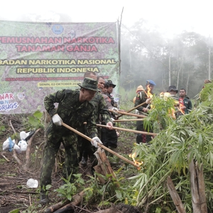 PEMUSNAHAN LADANG GANJA — foto 2