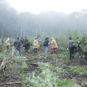 PEMUSNAHAN LADANG GANJA — foto 3