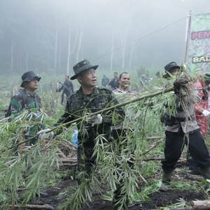 PEMUSNAHAN LADANG GANJA — foto 4