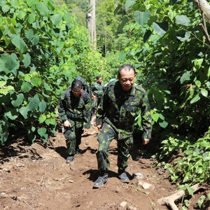 PEMUSNAHAN LADANG GANJA — foto 5