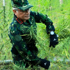 KEPALA BNN RI PIMPIN PEMUSNAHAN LAHAN GANJA DI ACEH UTARA — foto 3