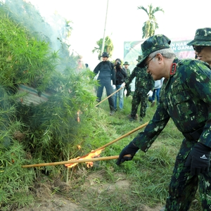 KEPALA BNN RI PIMPIN PEMUSNAHAN LAHAN GANJA DI ACEH UTARA — foto 6