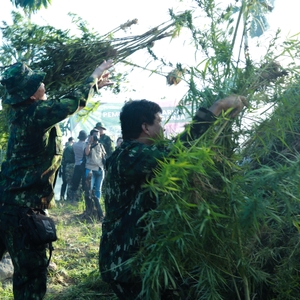 KEPALA BNN RI PIMPIN PEMUSNAHAN LAHAN GANJA DI ACEH UTARA — foto 8