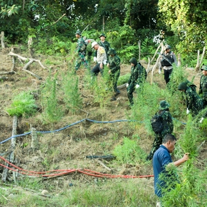 KEPALA BNN RI PIMPIN PEMUSNAHAN LAHAN GANJA DI ACEH UTARA — foto 9