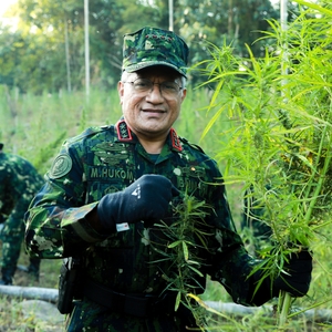 KEPALA BNN RI PIMPIN PEMUSNAHAN LAHAN GANJA DI ACEH UTARA — foto 10
