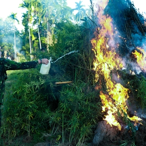 KEPALA BNN RI PIMPIN PEMUSNAHAN LAHAN GANJA DI ACEH UTARA — foto 11
