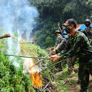 Pemusnahan ladang Ganja di Gayo Lues — foto 1