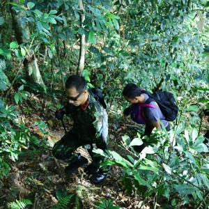 Pemusnahan ladang Ganja di Gayo Lues — foto 2