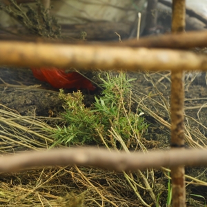 Pemusnahan ladang Ganja di Gayo Lues — foto 3
