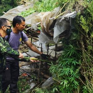 Pemusnahan ladang Ganja di Gayo Lues — foto 4