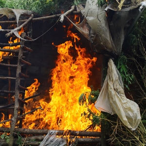 Pemusnahan ladang Ganja di Gayo Lues — foto 5