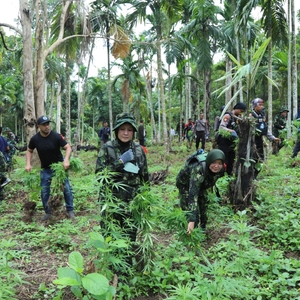 Pemusnahan Ladang Ganja — foto 3