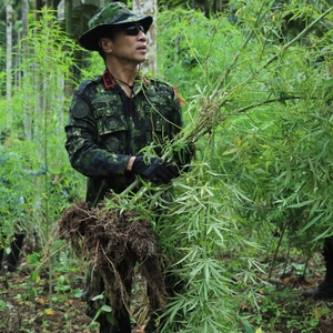 Pemusnahan Ladang Ganja — foto 4